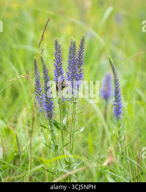 Bumblebee dalla coda ciuffa nell'impianto di fioritura di Blooming Veronica Spicata. Spiked speedwell (Veronica spicata) con un Bumblebee alla ricerca del nettare. Foto Stock
