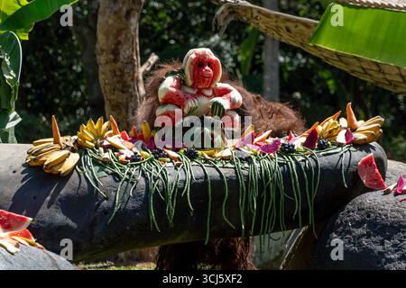 Jacky, un orangotango Borneo di 48 anni (Pongo pygmaeus) riceve una pila di frutta e verdura durante la sua festa di compleanno al Bali Zoo Conservation Center. Jacky è il più antico orangotango sotto la cura umana, superando la durata media degli orangotango selvatici che è di circa 40 anni. Foto Stock