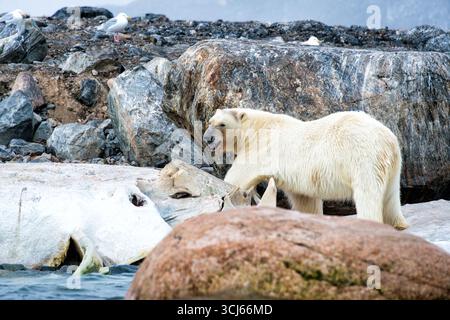 L'orso polare si nutre della carcassa di balena dell'Isola dei danesi delle Svalbard Norvegia // DELL'ISOLA DEI DANESI, delle Svalbard — Un orso polare scavava su una carcassa di balena sull'isola di Danes (Danskøya), un'isola disabitata nell'arcipelago delle Svalbard norvegesi. Situata a nord-ovest di Spitsbergen, Danes Island fa parte dell'Oceano Artico e copre un'area di 40,6 km2 (15,7 sq mi). L'isola ha una storia di attività umana, tra cui stazioni baleniere danesi e olandesi fondate nel XVII secolo. Fu anche il punto di partenza per la sfortunata spedizione in mongolfiera artica di S. A. Andrée nel 1897. Foto Stock