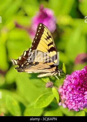 Farfalla Black Yellow Tiger Swallowtail su un cespuglio nano fucsia. giardino profumato in stile cottage sul retro in surburbia. Foto Stock