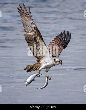 Osprey - Una femmina di falco pescatore vola su una cascata di acqua bianca strutturata, le sue ali allungate e due pesci aggrappati saldamente nei suoi taloni. Foto Stock