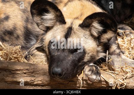 Il cane selvatico africano (Lycaon pictus), chiamato anche Painted Dog e Cape Hunting Dog, un canino selvatico originario dell'Africa sub-sahariana. Foto Stock