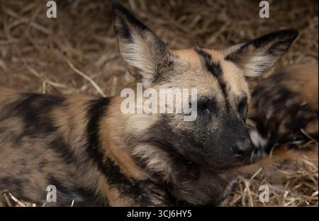 Il cane selvatico africano (Lycaon pictus), chiamato anche Painted Dog e Cape Hunting Dog, un canino selvatico originario dell'Africa sub-sahariana. Foto Stock
