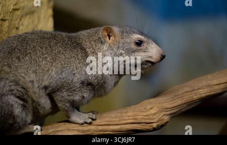 La Rock Hyrax (Procavia capensis), chiamata anche Arabian Rock Hyrax, Dassie, Cape Hyrax o Rock Rabbit. Foto Stock