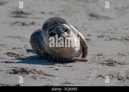 Una foca grigia neonata nella spiaggia sabbiosa di Skagen, Danimarca Foto Stock