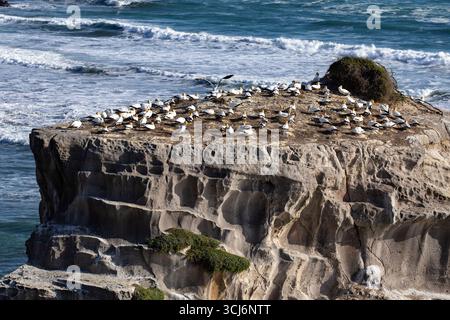 Colonia di gannet Australasiana (Morus serrator) sulle scogliere vulcaniche di Muriwai, costa occidentale, Isola del Nord, nuova Zelanda, fotografia di fauna selvatica Foto Stock