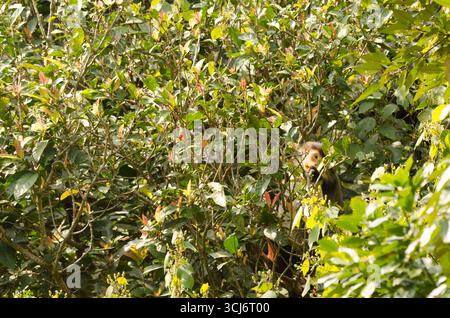Red-shanked douc Pygathrix nemaeus mangiando foglie nella foresta. Riserva naturale di Son tra. Penisola di Son tra. Da Nang. Vietnam. Foto Stock