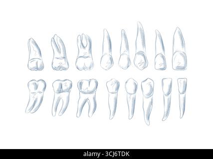 Tipi di disegno illustrativo della collezione di denti umani in stile grafico con sfondo blu su sfondo bianco. Illustrazione Vettoriale