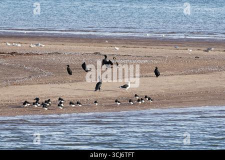 Cormorani Phalacrocorax carbo, Oystercatchers Haematopus ostralegus e grande gabbiano dalla parte nera Larus marinus, che riposano sulla riva sabbiosa dell'estuario exe. Foto Stock
