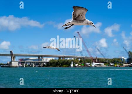 Gabbiano in volo sul porto urbano con ponte e gru da costruzione, cielo blu e acque turchesi Foto Stock
