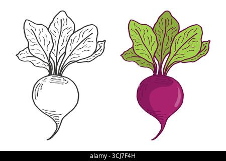 Libro da colorare di verdure, contorno e illustrazioni a colori delle barbabietole. Materiale educativo per bambini, libro da colorare, guida educativa per i bambini in età prescolare, schede di cibo sano. Illustrazione Vettoriale