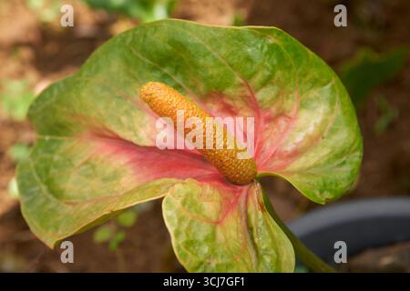 primo piano di un singolo fiore di anturia con una picca a forma di cuore verde e rosso pallido e una spadix giallo-arancio. sfondo giardino con messa a fuoco morbida. simboli Foto Stock