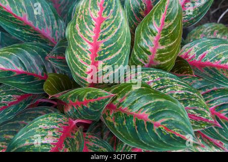 primo piano la struttura completa di piante sempreverdi cinesi lascia un denso gruppo di piante domestiche con fogliame verde e vene centrali rosse, sfondo naturale Foto Stock