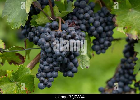 Uve blu mature che crescono sulla vite in un vigneto Foto Stock