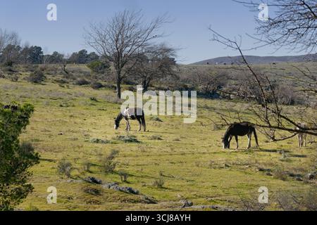 Cavalli selvaggi che pascolano pacificamente in un pittoresco pascolo di montagna in una giornata di sole Foto Stock
