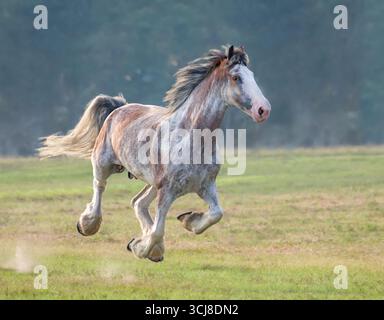 Femmina adulta del Clydesdale Draft Horse che si allunga sul paddock verde aperto Foto Stock