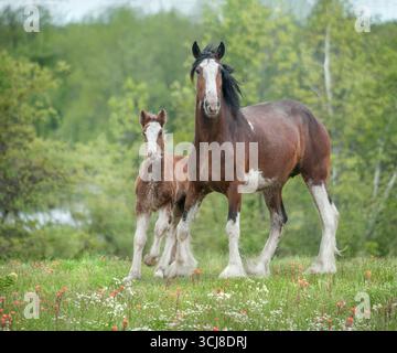 Femmina adulta di Clydesdale Draft Horse mare nel prato con cucciolo di puledro Foto Stock