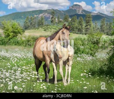 Donna adulta Quarter Horse mare nel prato alpino con cucciolo di puledro a lato Foto Stock