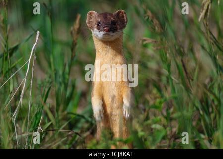 Una donnola dalla coda corta con la sua splendida pelliccia estiva. Foto Stock
