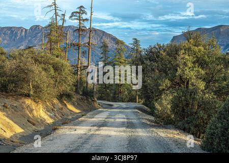 Strada forestale nelle montagne dell'Atlante del Marocco circondata da alti alberi di cedro e pendii rocciosi con vette sullo sfondo sotto il cielo blu e nuvole sparse Foto Stock