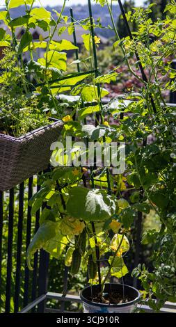 Giardino con balcone diversificato: Pomodori, basilico, cetrioli che prosperano al sole. Foto Stock