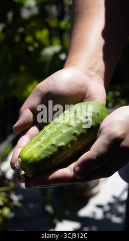 Coltivazione e raccolta di cetrioli freschi e stagionati dal sole da un giardino di casa. Foto Stock