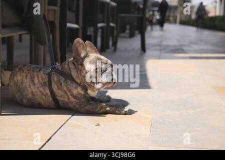 Bulldog francese che si rilassa sul marciapiede in una zona soleggiata Foto Stock