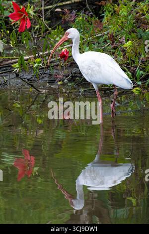 Ibis bianco americano (Eudocimus albus) con splendidi fiori di rosemallow scarlatti presso i Giardini Botanici Kanapaha di Gainesville, Florida. (USA) Foto Stock