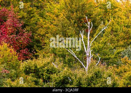 Foglie vibranti nelle sfumature di rosso, arancione e verde circondano un albero bianco solitario in un ambiente tranquillo della foresta. Foto Stock