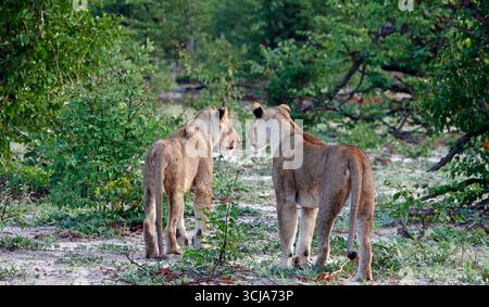 Orgoglio di leoni nella caccia Foto Stock