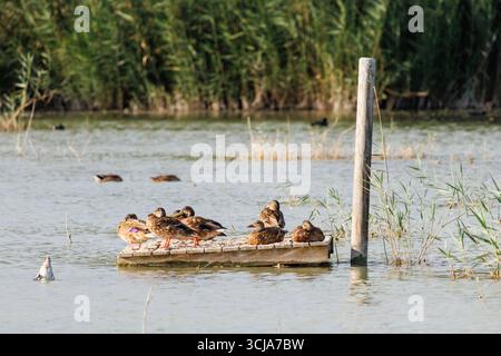 Gruppo di anatre domestiche Anas platyrhynchos arroccato su una piattaforma di legno nel Parco naturale El Hondo, Spagna Foto Stock