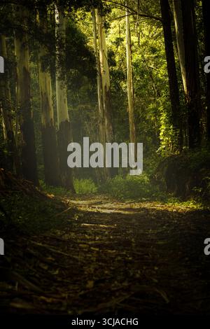 Un percorso illuminato dal sole attraverso una foresta di alti alberi coraiati bianchi. La luce del sole filtra attraverso la tettoia, creando un effetto luminoso attenuato sul percorso Foto Stock