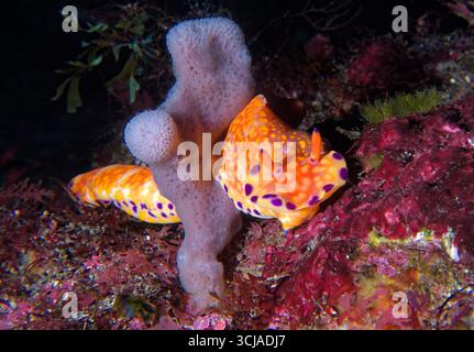 Ceratosoma tenue Foto Stock
