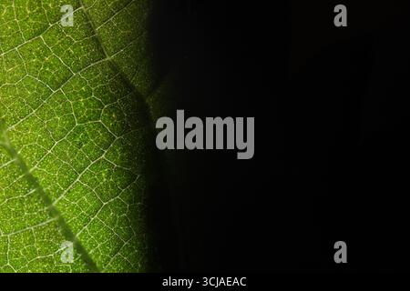 Foglia verde fresca, primo piano estremo, materiale piatto, foglia secca, fondo piatto su due lati Foto Stock