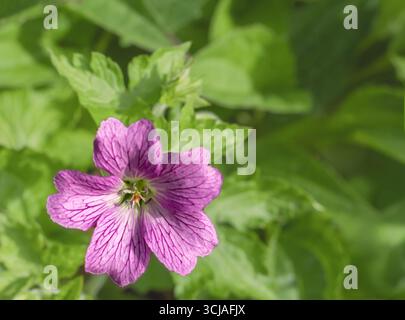 Viscosissimum viscosissimum al geranio viola per esterni. Vista di un Geranio appiccicoso un fiore viola con sfondo verde, messa a fuoco selettiva, sfocato. NA Foto Stock