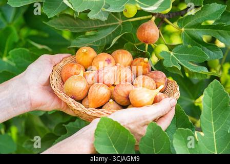 La donna raccoglie la frutta di fichi nel cestino crescendo sul ramo del fico in un frutteto biologico Foto Stock