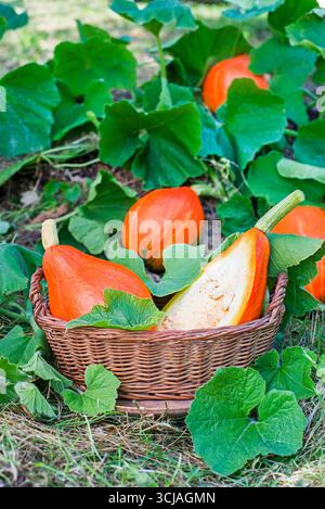Raccogliere la zucca hokkaido. Zucche fresche mature Red Kuri squash con il ramo in giardino. Raccolta della zucca hokkaido in giardino Foto Stock