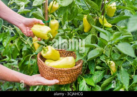 La mano del lavoratore raccoglie il peperone biologico giallo fresco maturo in giardino. L'agricoltore ha raccolto peperoni maturi sul campo Foto Stock