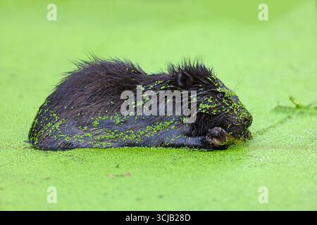 Un castoro (fibra di Castor) in uno stagno boschivo ricoperto di alghe d'anatra Foto Stock