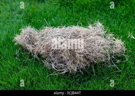 Fieno secco su erba verde. Foto Stock