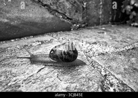 Una lumaca rossa con un guscio che strizza su un muro di cemento dopo la pioggia, Grecia, monocromatica Foto Stock
