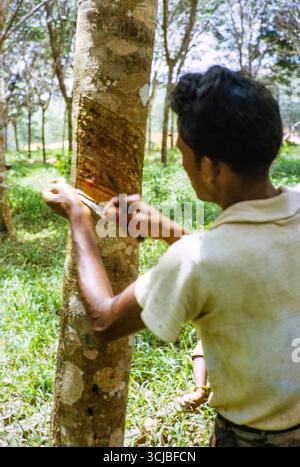 Cono di gomma maschio spelando il lattice secco dall'albero di gomma, Johor Bahru, Malesia, sud-est asiatico, 1964 Foto Stock