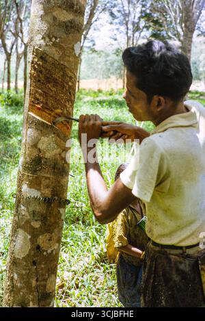 Cono di gomma maschio spelando il lattice secco dall'albero di gomma, Johor Bahru, Malesia, sud-est asiatico, 1964 Foto Stock