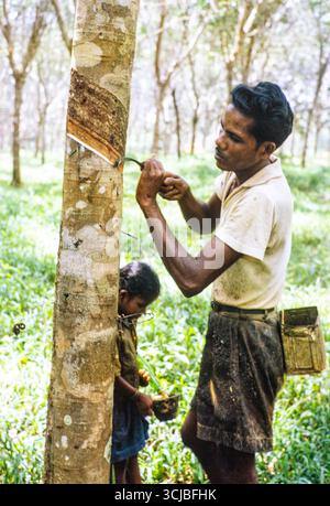 Cono di gomma maschio spelando il lattice secco dall'albero di gomma, Johor Bahru, Malesia, sud-est asiatico, 1964 Foto Stock