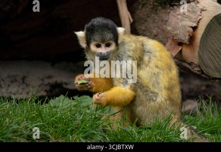 La scimmia di scoiattolo dal tetto nero (Saimiri boliviensis), una specie di scimmia del nuovo mondo originaria del bacino amazzonico superiore. Foto Stock