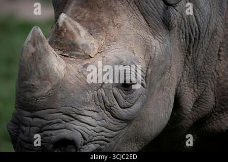 Il rinoceronte nero orientale (Diceros bicornis michaeli), noto anche come rinoceronte nero dell'Africa orientale. È una sottospecie del rinoceronte nero Foto Stock