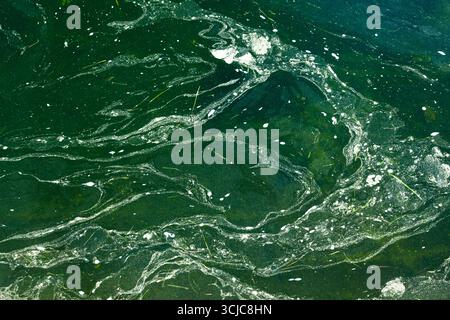 Superficie di acqua verde in fiore con alghe spesse e consistenza organica, primo piano Foto Stock