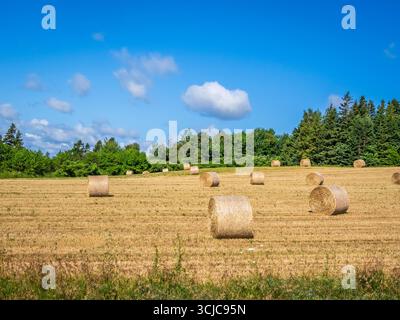 Balle di fieno nel campo agricolo sull'Isola Principe Edoardo in Canada Foto Stock
