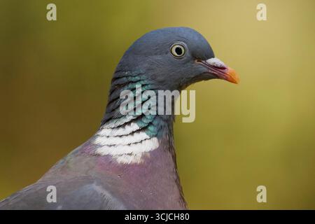 Un'immagine ravvicinata di un piccione in legno comune, che mostra i suoi intricati motivi di piume e le distintive marcature del collo. L'uccello è posto contro un soffice blurr Foto Stock