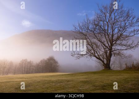 Una serena mattina d'autunno nelle Alpi europee, caratterizzata da un paesaggio coperto di nebbia con alberi sagomati, un cielo blu e un'atmosfera tranquilla di rosa Foto Stock